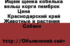 Ищем щенка кобелька вельш корги пемброк › Цена ­ 40 000 - Краснодарский край Животные и растения » Собаки   